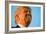 Trump Torture-Andrew Harnik-Framed Photographic Print