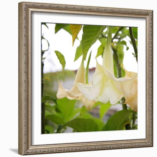 Trumpet Blooms-Nicole Katano-Framed Photo