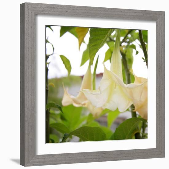 Trumpet Blooms-Nicole Katano-Framed Photo