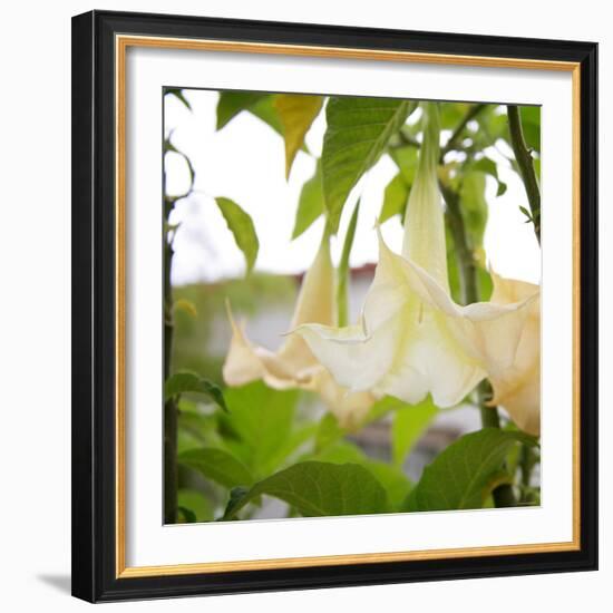 Trumpet Blooms-Nicole Katano-Framed Photo