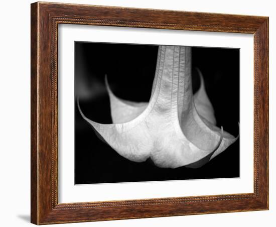 Trumpet Flower I-Nicole Katano-Framed Photo