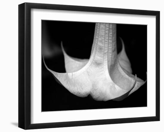 Trumpet Flower I-Nicole Katano-Framed Photo