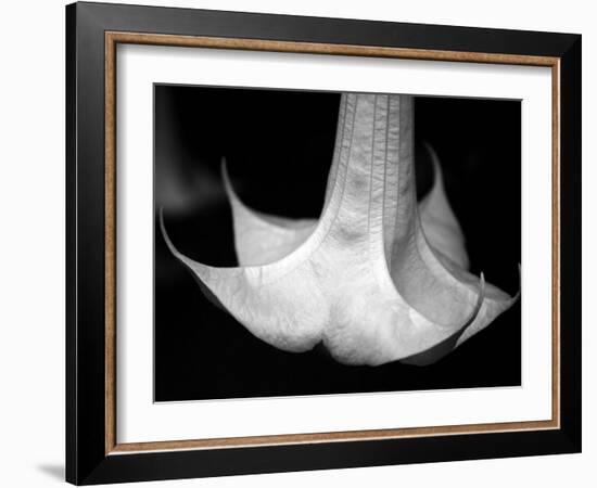 Trumpet Flower I-Nicole Katano-Framed Photo