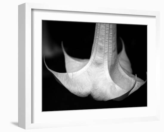 Trumpet Flower I-Nicole Katano-Framed Photo