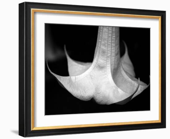 Trumpet Flower I-Nicole Katano-Framed Photo