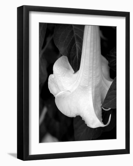 Trumpet Flower II-Nicole Katano-Framed Photo