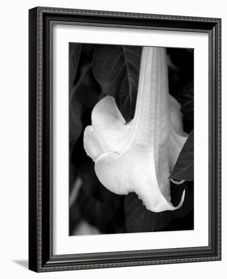 Trumpet Flower II-Nicole Katano-Framed Photo