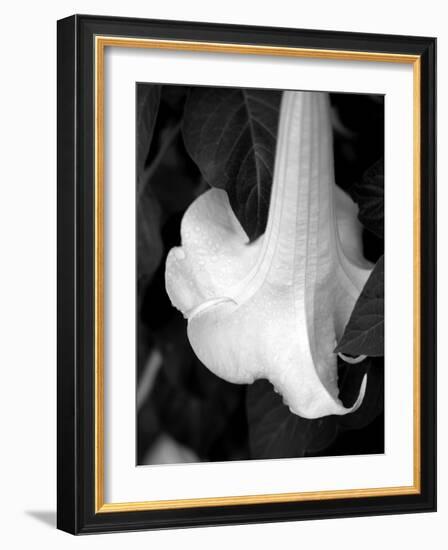 Trumpet Flower II-Nicole Katano-Framed Photo