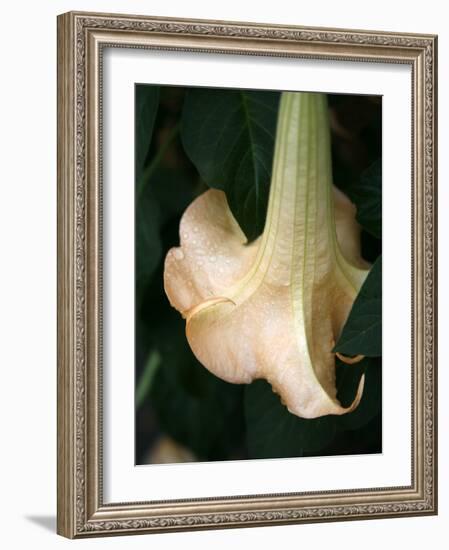 Trumpet Flower Single II-Nicole Katano-Framed Photo