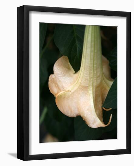 Trumpet Flower Single II-Nicole Katano-Framed Photo