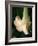 Trumpet Flower Single II-Nicole Katano-Framed Photo