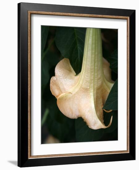 Trumpet Flower Single II-Nicole Katano-Framed Photo