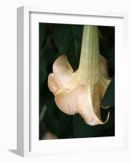 Trumpet Flower Single II-Nicole Katano-Framed Photo