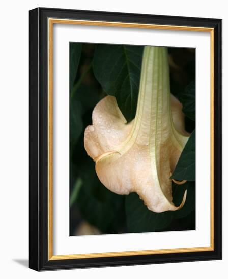 Trumpet Flower Single II-Nicole Katano-Framed Photo