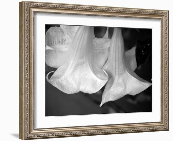 Trumpet Flowers Double-Nicole Katano-Framed Photo