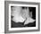 Trumpet Flowers Double-Nicole Katano-Framed Photo