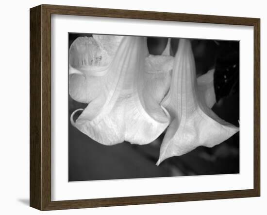 Trumpet Flowers Double-Nicole Katano-Framed Photo