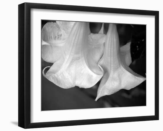 Trumpet Flowers Double-Nicole Katano-Framed Photo