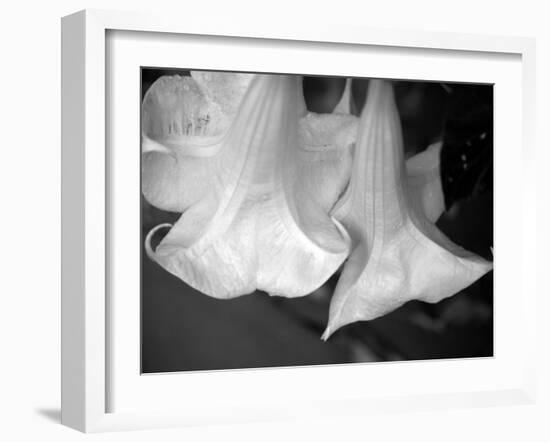 Trumpet Flowers Double-Nicole Katano-Framed Photo