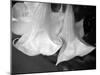 Trumpet Flowers Double-Nicole Katano-Mounted Photo