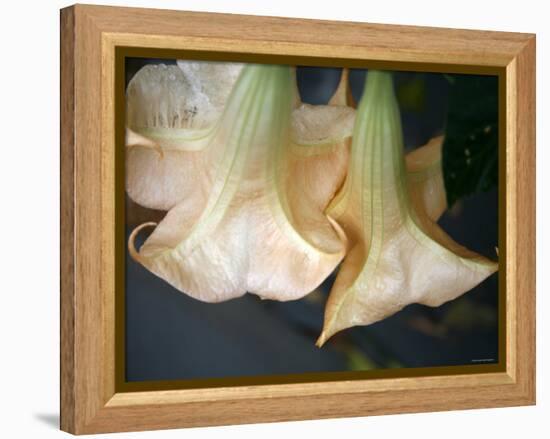 Trumpet Flowers Double-Nicole Katano-Framed Stretched Canvas