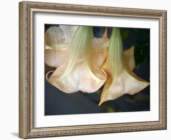 Trumpet Flowers Double-Nicole Katano-Framed Photo