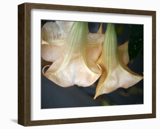 Trumpet Flowers Double-Nicole Katano-Framed Photo