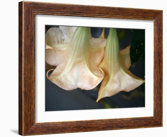 Trumpet Flowers Double-Nicole Katano-Framed Photo