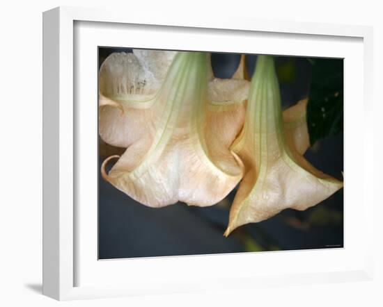 Trumpet Flowers Double-Nicole Katano-Framed Photo