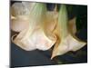 Trumpet Flowers Double-Nicole Katano-Mounted Photo