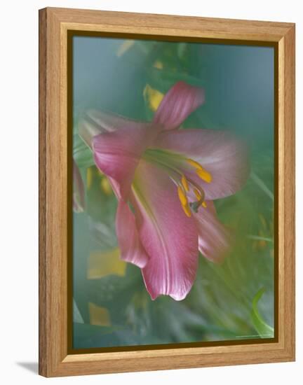 Trumpet Lily, Seattle, Washington, USA-Terry Eggers-Framed Premier Image Canvas