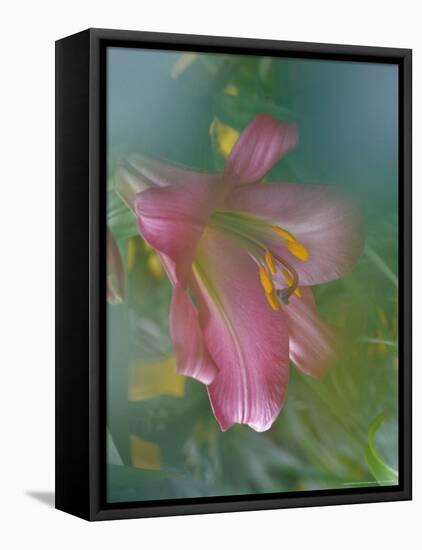 Trumpet Lily, Seattle, Washington, USA-Terry Eggers-Framed Premier Image Canvas