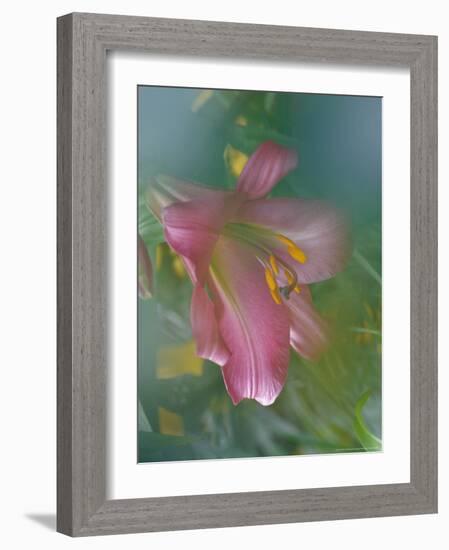 Trumpet Lily, Seattle, Washington, USA-Terry Eggers-Framed Photographic Print