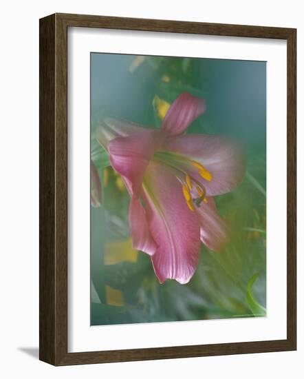 Trumpet Lily, Seattle, Washington, USA-Terry Eggers-Framed Photographic Print