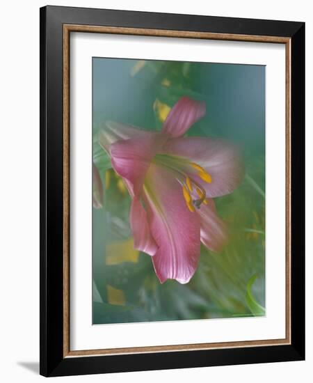 Trumpet Lily, Seattle, Washington, USA-Terry Eggers-Framed Photographic Print