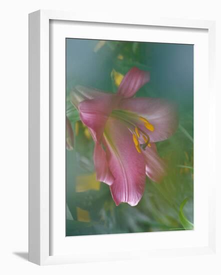 Trumpet Lily, Seattle, Washington, USA-Terry Eggers-Framed Photographic Print