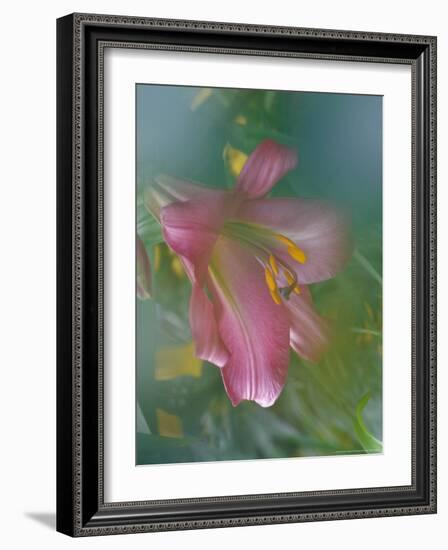 Trumpet Lily, Seattle, Washington, USA-Terry Eggers-Framed Photographic Print