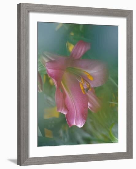 Trumpet Lily, Seattle, Washington, USA-Terry Eggers-Framed Photographic Print