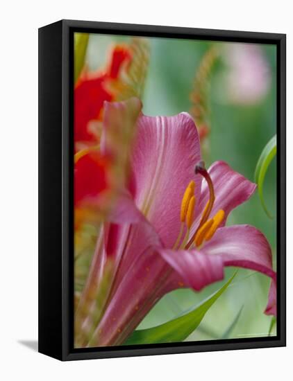 Trumpet Lily, Seattle, Washington, USA-Terry Eggers-Framed Premier Image Canvas