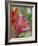 Trumpet Lily, Seattle, Washington, USA-Terry Eggers-Framed Photographic Print