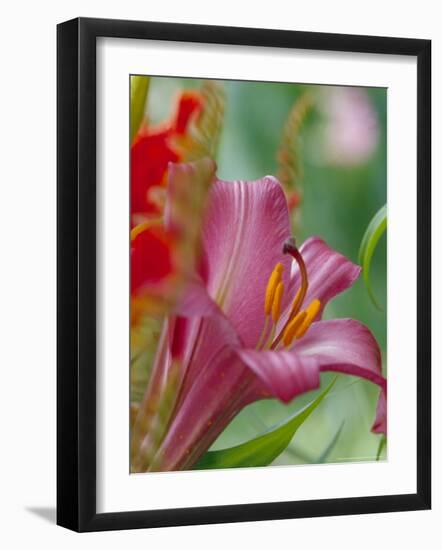 Trumpet Lily, Seattle, Washington, USA-Terry Eggers-Framed Photographic Print