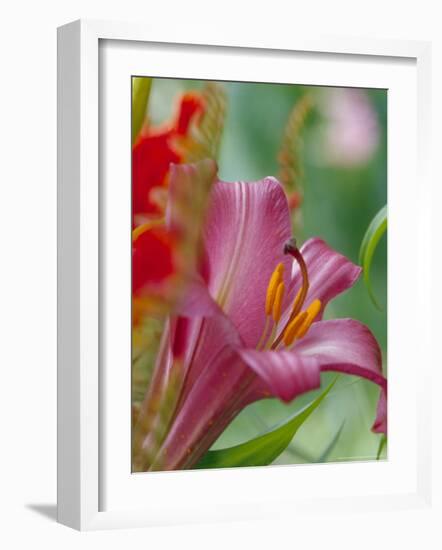 Trumpet Lily, Seattle, Washington, USA-Terry Eggers-Framed Photographic Print