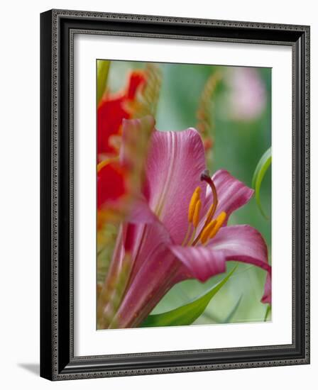 Trumpet Lily, Seattle, Washington, USA-Terry Eggers-Framed Photographic Print