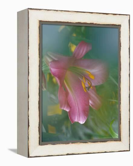 Trumpet Lily, Seattle, Washington, USA-Terry Eggers-Framed Premier Image Canvas