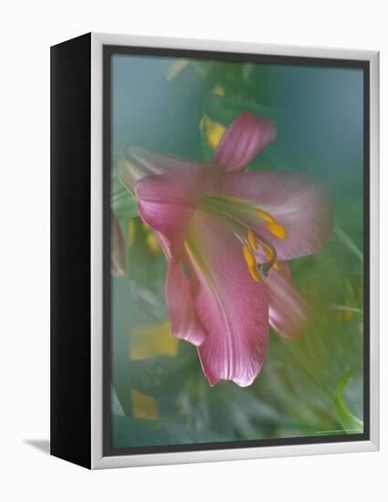 Trumpet Lily, Seattle, Washington, USA-Terry Eggers-Framed Premier Image Canvas