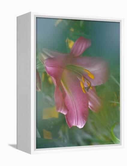 Trumpet Lily, Seattle, Washington, USA-Terry Eggers-Framed Premier Image Canvas