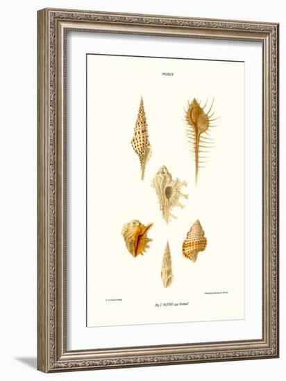 Trumpet Shells-John Mawe-Framed Art Print