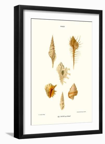 Trumpet Shells-John Mawe-Framed Art Print