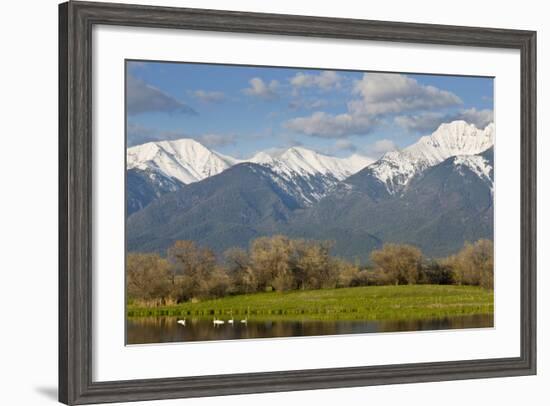 Trumpeter Swan Birds in Pond, Mission Mountain Range, Ninepipe, Ronan, Montana, USA-Chuck Haney-Framed Photographic Print