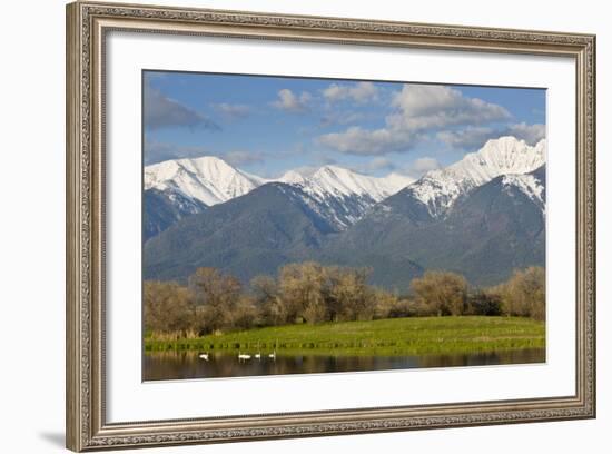 Trumpeter Swan Birds in Pond, Mission Mountain Range, Ninepipe, Ronan, Montana, USA-Chuck Haney-Framed Photographic Print